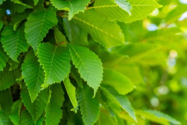 Carpinus betulus 'Frans Fontaine' haute-tige 10/12