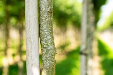 Carpinus betulus 'Frans Fontaine' haute-tige 10/12