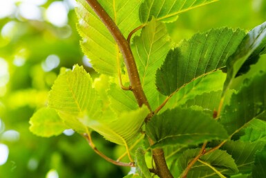 Carpinus betulus 'Frans Fontaine' haute-tige 10/12