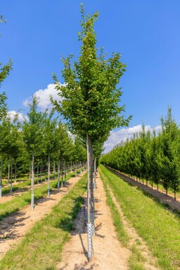Carpinus betulus 'Frans Fontaine' haute-tige 10/12