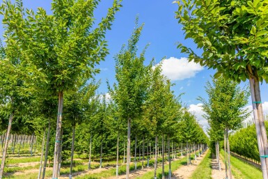 Carpinus betulus 'Frans Fontaine' haute-tige 10/12