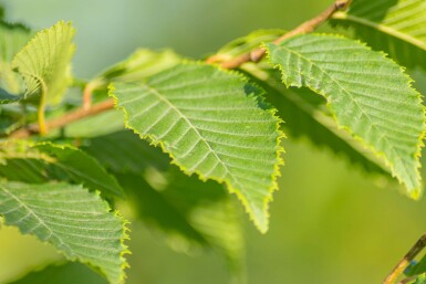 Carpinus betulus 'Frans Fontaine' baliveau 10/12