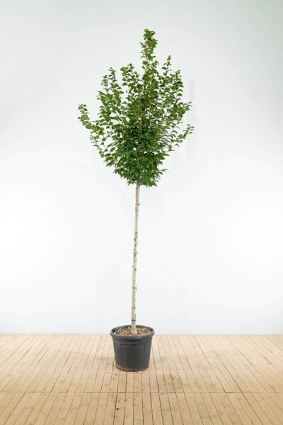 Carpinus betulus 'Lucas' haute-tige 8/10