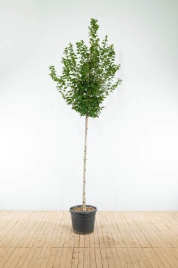 Carpinus betulus 'Lucas' haute-tige