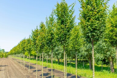 Carpinus betulus 'Lucas' haute-tige 8/10