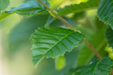 Carpinus betulus 'Lucas' haute-tige 8/10