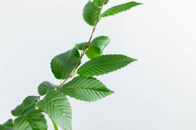 Carpinus betulus 'Lucas' haute-tige 8/10