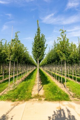 Carpinus betulus 'Lucas' haute-tige 8/10