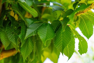Carpinus betulus 'Lucas' haute-tige 8/10