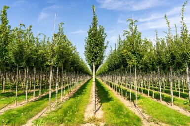 Carpinus betulus 'Lucas' haute-tige 8/10