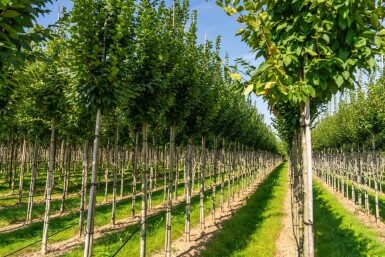 Carpinus betulus 'Lucas' haute-tige 8/10