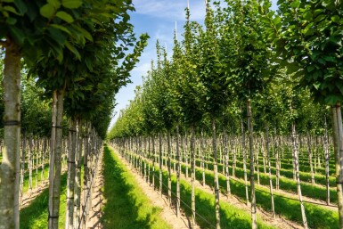 Carpinus betulus 'Lucas' haute-tige 8/10