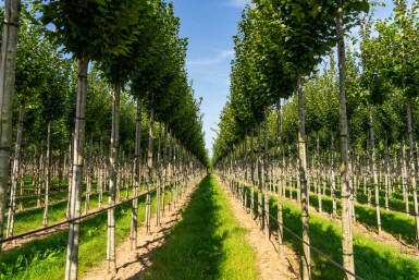 Carpinus betulus 'Lucas' haute-tige 8/10