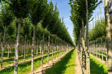 Carpinus betulus 'Lucas' haute-tige 8/10