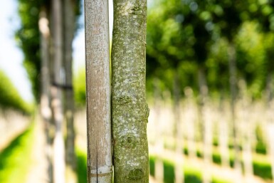 Carpinus betulus 'Lucas' haute-tige 8/10