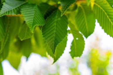 Carpinus betulus 'Lucas' haute-tige 8/10