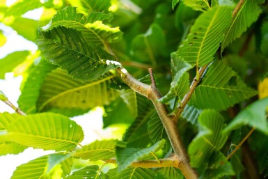 Carpinus betulus 'Lucas' haute-tige 8/10