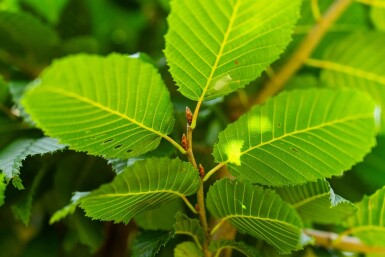 Carpinus betulus 'Lucas' haute-tige 8/10