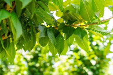 Carpinus betulus 'Lucas' haute-tige 8/10