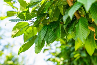 Carpinus betulus 'Lucas' haute-tige 8/10