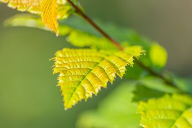 Carpinus betulus 'Lucas' baliveau 4-6