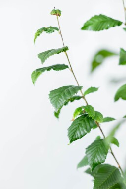 Carpinus betulus 'Lucas' baliveau 4-6