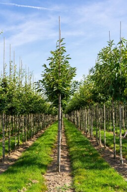 Castanea sativa haute-tige