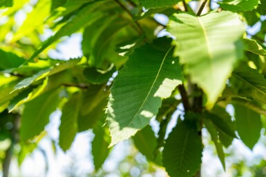 Castanea sativa haute-tige