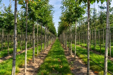 Castanea sativa haute-tige 8/10