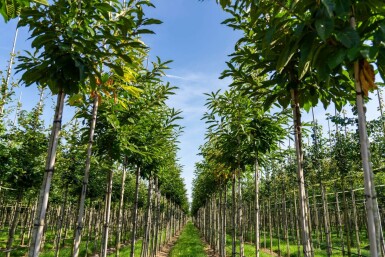 Castanea sativa haute-tige 8/10