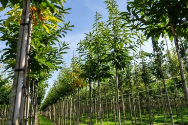 Castanea sativa haute-tige 8/10