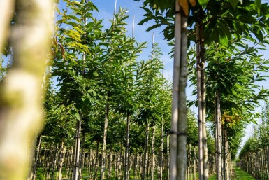 Castanea sativa haute-tige 8/10