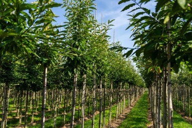 Castanea sativa haute-tige 8/10