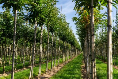 Castanea sativa haute-tige 8/10