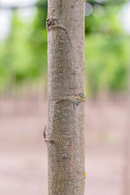 Castanea sativa haute-tige 8/10