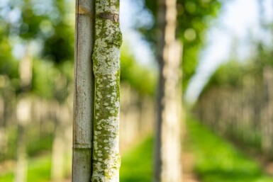 Castanea sativa haute-tige 8/10