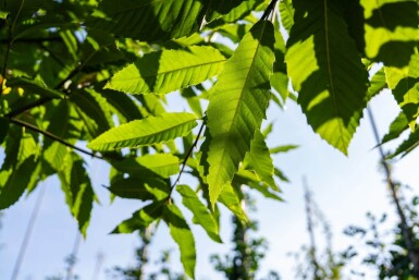 Castanea sativa haute-tige 8/10