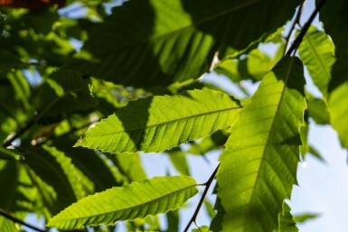 Castanea sativa haute-tige 8/10