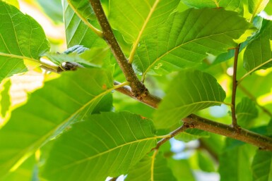 Castanea sativa haute-tige 8/10