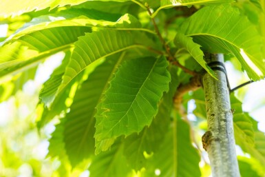 Castanea sativa haute-tige 8/10