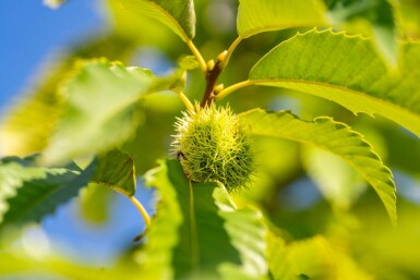 Castanea sativa haute-tige 8/10