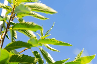 Castanea sativa haute-tige 8/10