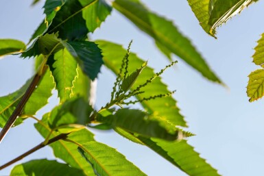 Castanea sativa haute-tige 8/10
