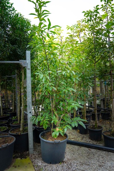 Castanea sativa cépée 250-300