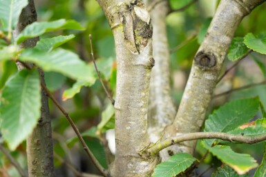 Castanea sativa cépée 250-300