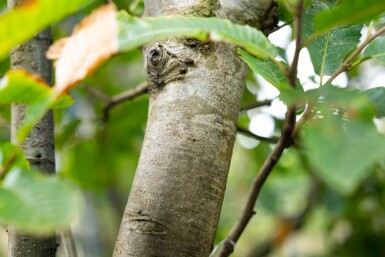 Castanea sativa cépée 250-300