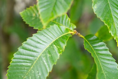 Castanea sativa cépée 250-300