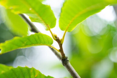 Castanea sativa cépée 250-300
