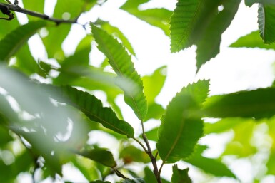 Castanea sativa cépée 250-300