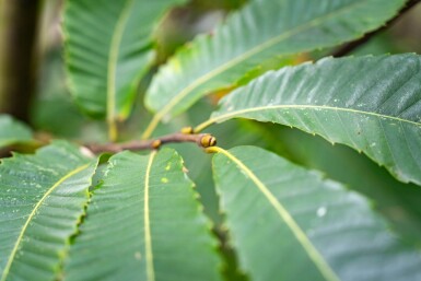 Castanea sativa cépée 250-300